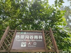 -西双版纳原始森林公园