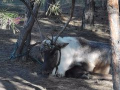 -北极村旅游风景区
