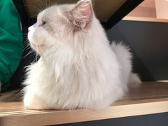 -瞄一喵猫咖(格力海岸店)