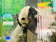 -灵玲国际马戏城