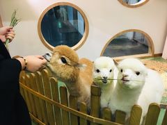 -藦茜花园宠物主题亲子互动体验馆(国顺东路店)