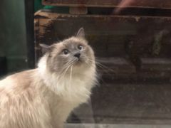 -猫咪博物馆(顶澳仔猫街店)