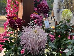 -上海共青森林公园