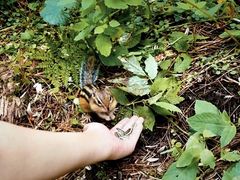 -五营红松林海景区