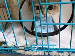 -喜多萌中农锦绣动物医院24H·猫科·牙科MRI·CT