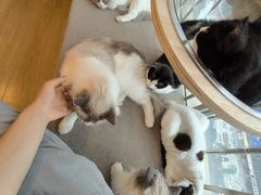 -有喵·猫咖·狗咖·30几只猫10只小狗(岗厦店)