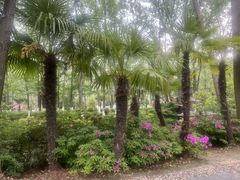 -合肥滨湖国家森林公园