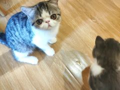 -滚猫咖啡·猫咖·猫友好撸猫(未来城店)