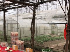 -前小桔亲子创意农场·草莓采摘·露营烧烤
