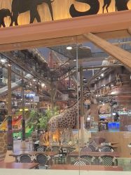 -卡通尼·Safari非洲探索乐园·生日会(金桥国际商业广场店)