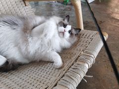 -喵屿·大理花园猫咖