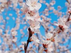 -海棠花溪(元大都城垣遗址公园)