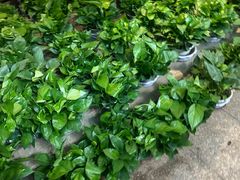 -双季花艺园艺市场(浦东店)