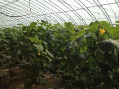 万源龙顺度假庄园采摘园-万源龙顺度假庄园生态观光园