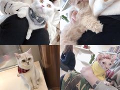 -飞行喵MR PILOT|猫舍·猫咖(静安大融城店)