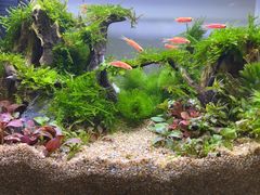-花鸟鱼虫鲜花绿植市场(玉泉路店)