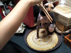 -猫色咖啡·猫咖