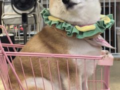 -逗柴咖啡屋·狗咖猫咖宠物桌游