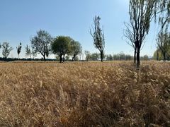 -汉长安城未央宫国家考古遗址公园