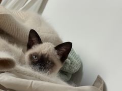 -欣宠猫屋·矮脚拿破仑·蓝金金渐层