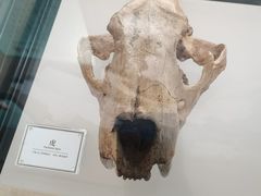 -辽宁古生物博物馆