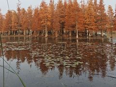 -白鹭湾湿地公园