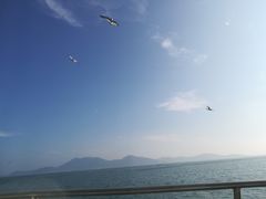-长岛万鸟岛