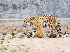 -西霞口神雕山野生动物世界