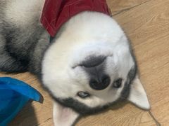 -Husky Go! 哈士奇体验馆·宠物咖啡厅狗咖