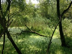 -西湖风景区-江洋畈生态公园