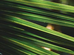 -呀路古热带植物园