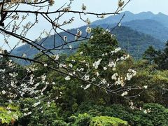 -广州市流溪河国家森林公园
