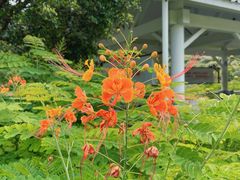-马峦山郊野公园