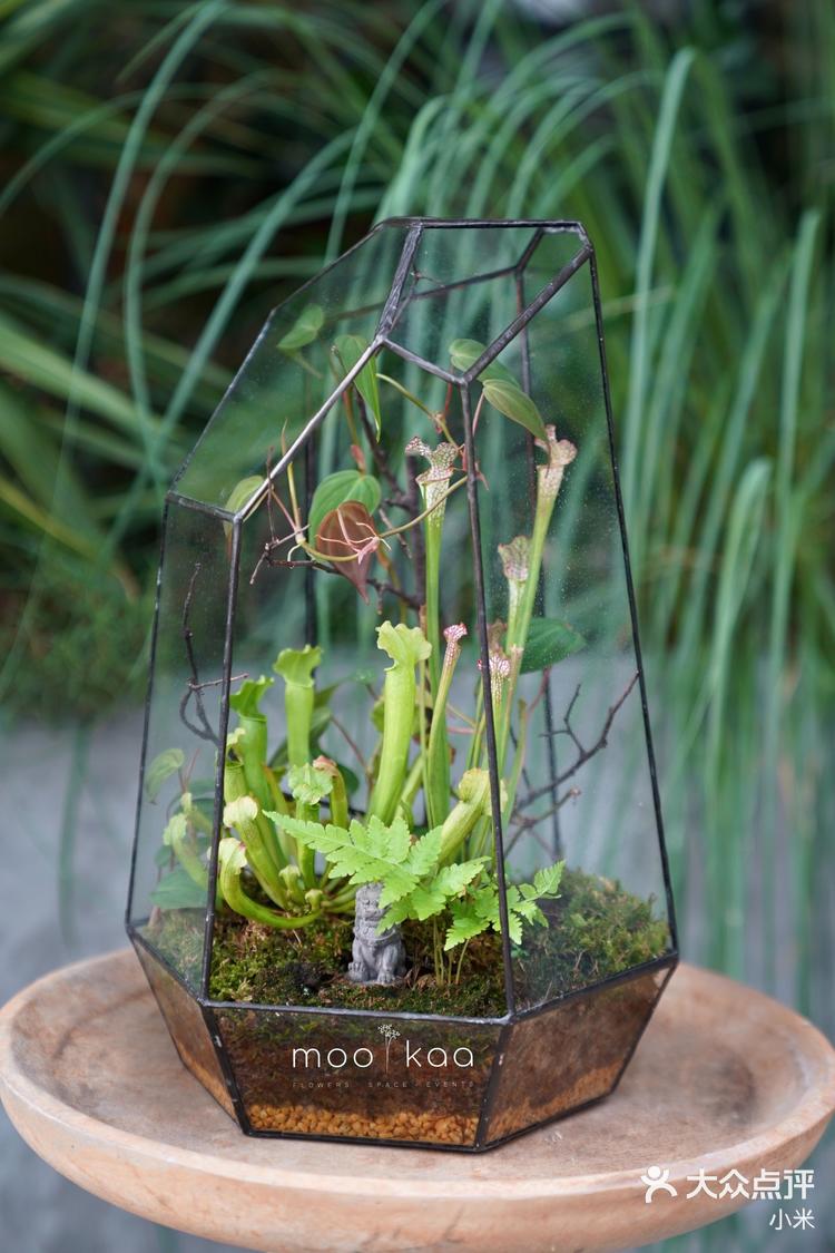 魔法小森林食虫植物微景观