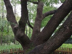 -徐家汇源景区-衡山公园