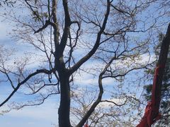 -秦岭天竺山生态文化旅游景区