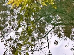 -东湖落雁景区
