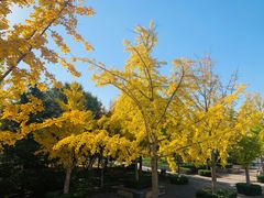 -大兴滨河森林公园