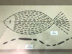 -巴音郭楞蒙古自治州博物馆