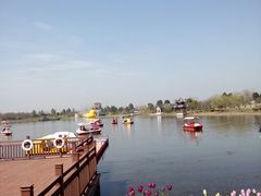 -杭州湾海上花田景区