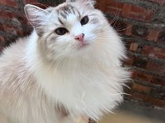 -豆逗聊愈猫阁Easy Life
