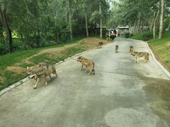 -北京野生动物园