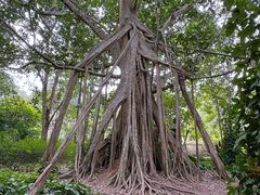 -中国科学院西双版纳热带植物园