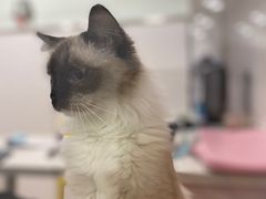 -佳雯宠物医院(四明中路分院)