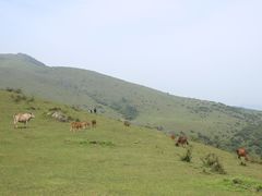 -大姆山草场