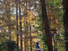 -黄海国家森林公园