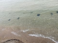 -荣祥海鲜·烟台菜(胜利路二部)