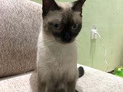 -藏猫猫咖啡主题馆(中央大道店)