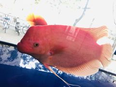 -宝岛眼镜(杭州万塘路旗舰店)