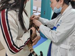 -北京观赏动物医院·24小时大型综合·猫专科·异宠专科